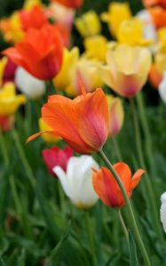 Preview wallpaper tulips, flowers, field, bright