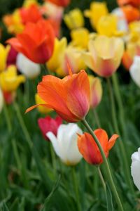 Preview wallpaper tulips, flowers, field, bright