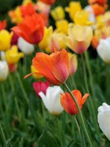 Preview wallpaper tulips, flowers, field, bright
