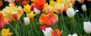 Preview wallpaper tulips, flowers, field, bright