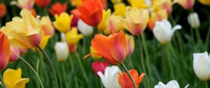 Preview wallpaper tulips, flowers, field, bright