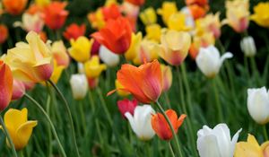 Preview wallpaper tulips, flowers, field, bright