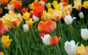 Preview wallpaper tulips, flowers, field, bright