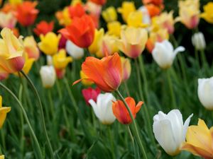 Preview wallpaper tulips, flowers, field, bright