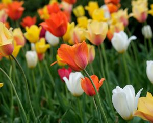 Preview wallpaper tulips, flowers, field, bright