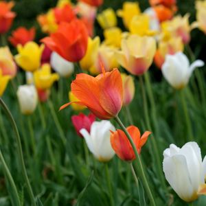 Preview wallpaper tulips, flowers, field, bright