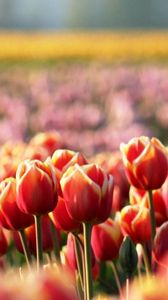 Preview wallpaper tulips, flowers, field, nature