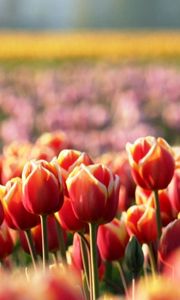 Preview wallpaper tulips, flowers, field, nature