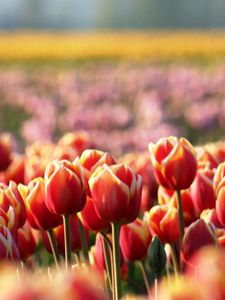 Preview wallpaper tulips, flowers, field, nature