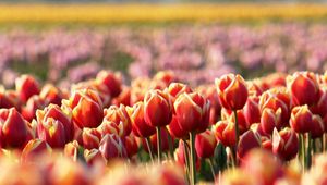 Preview wallpaper tulips, flowers, field, nature