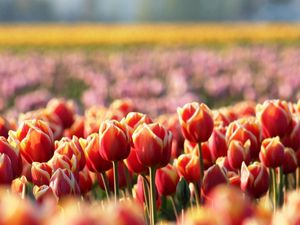 Preview wallpaper tulips, flowers, field, nature