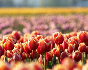 Preview wallpaper tulips, flowers, field, nature