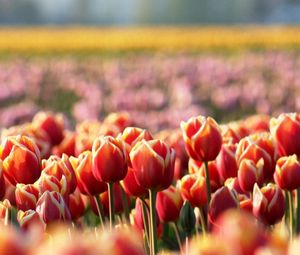 Preview wallpaper tulips, flowers, field, nature