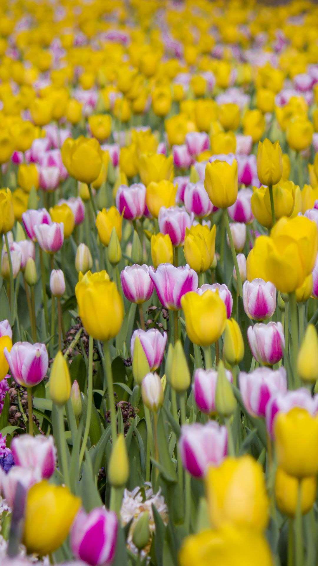 Download wallpaper 1080x1920 tulips, flowers, field, bloom samsung ...
