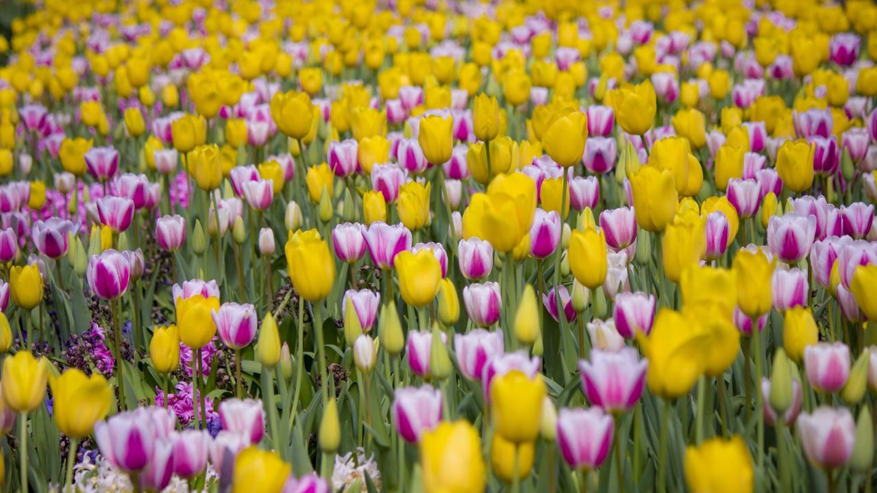Wallpaper tulips, flowers, field, bloom