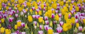 Preview wallpaper tulips, flowers, field, bloom