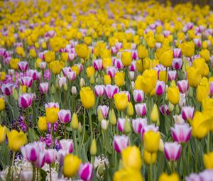 Preview wallpaper tulips, flowers, field, bloom