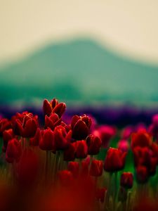 Preview wallpaper tulips, flowers, field, blur, mountains