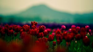 Preview wallpaper tulips, flowers, field, blur, mountains