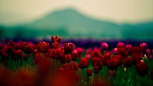 Preview wallpaper tulips, flowers, field, blur, mountains