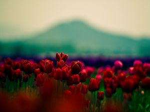 Preview wallpaper tulips, flowers, field, blur, mountains