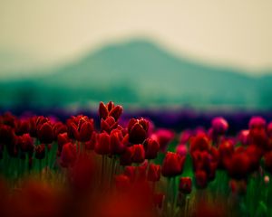 Preview wallpaper tulips, flowers, field, blur, mountains