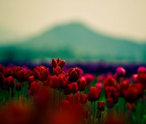 Preview wallpaper tulips, flowers, field, blur, mountains