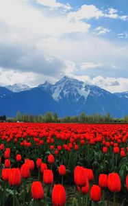Preview wallpaper tulips, flowers, field, mountains, landscape