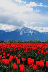 Preview wallpaper tulips, flowers, field, mountains, landscape