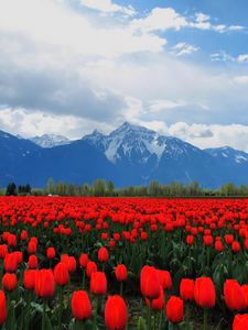 Preview wallpaper tulips, flowers, field, mountains, landscape