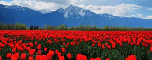 Preview wallpaper tulips, flowers, field, mountains, landscape