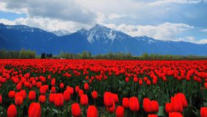 Preview wallpaper tulips, flowers, field, mountains, landscape