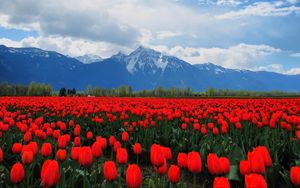 Preview wallpaper tulips, flowers, field, mountains, landscape