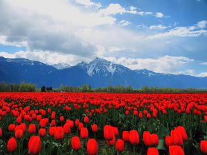 Preview wallpaper tulips, flowers, field, mountains, landscape