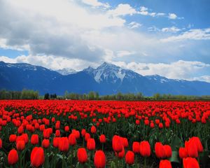 Preview wallpaper tulips, flowers, field, mountains, landscape