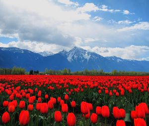 Preview wallpaper tulips, flowers, field, mountains, landscape