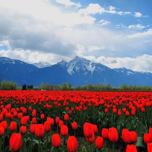 Preview wallpaper tulips, flowers, field, mountains, landscape