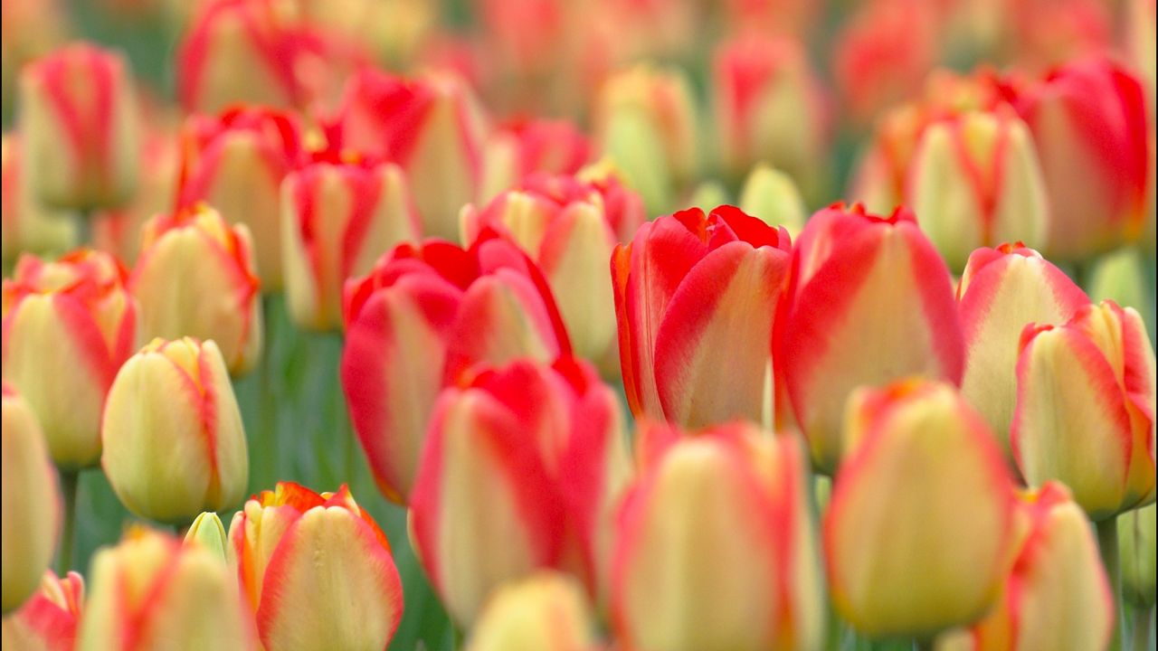 Wallpaper tulips, flowers, field, nature