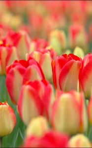 Preview wallpaper tulips, flowers, field, nature