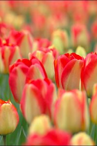 Preview wallpaper tulips, flowers, field, nature