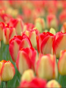 Preview wallpaper tulips, flowers, field, nature