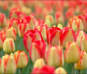 Preview wallpaper tulips, flowers, field, nature