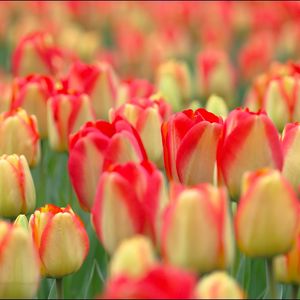 Preview wallpaper tulips, flowers, field, nature