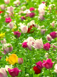 Preview wallpaper tulips, flowers, field, different, nature