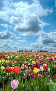 Preview wallpaper tulips, flowers, field, sky, clouds, horizon, nature