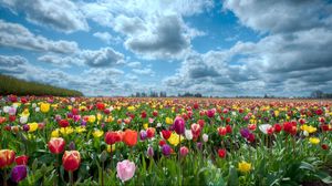 Preview wallpaper tulips, flowers, field, sky, clouds, horizon, nature