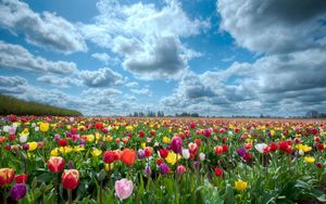 Preview wallpaper tulips, flowers, field, sky, clouds, horizon, nature