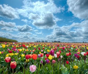 Preview wallpaper tulips, flowers, field, sky, clouds, horizon, nature