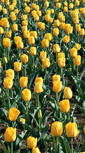 Preview wallpaper tulips, flowers, field, leaves, soil, spring