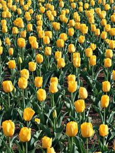 Preview wallpaper tulips, flowers, field, leaves, soil, spring